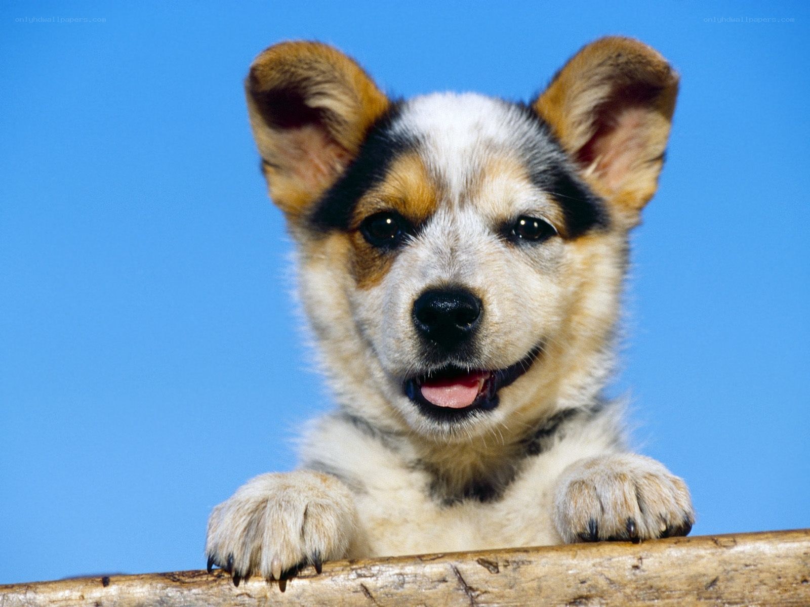 puppy on a wooden beam