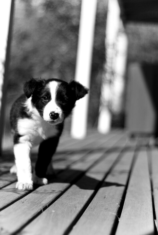 puppy on a wooden deck