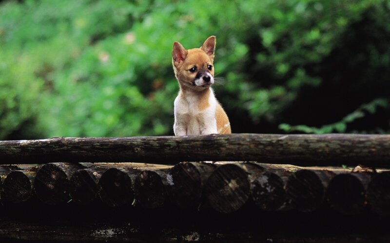 Puppy on a wooden fence