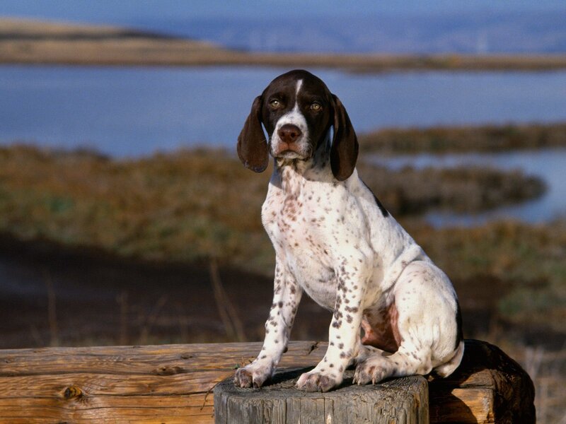 puppy on a wooden post