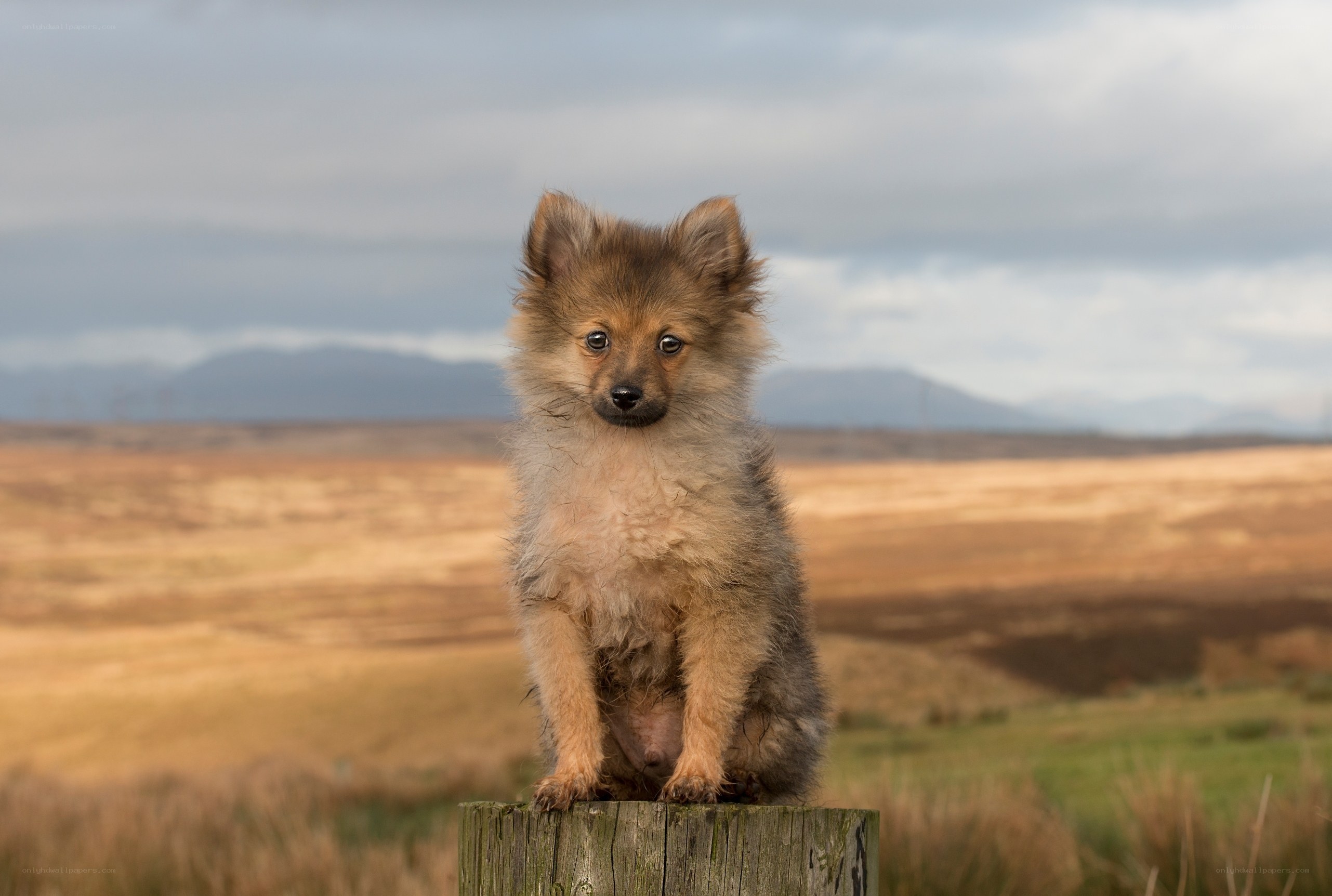 Puppy on a wooden post