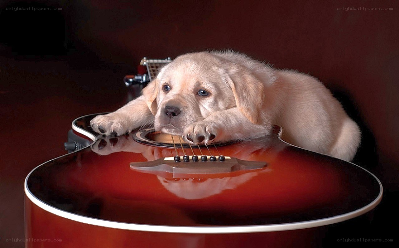 puppy on acoustic guitar