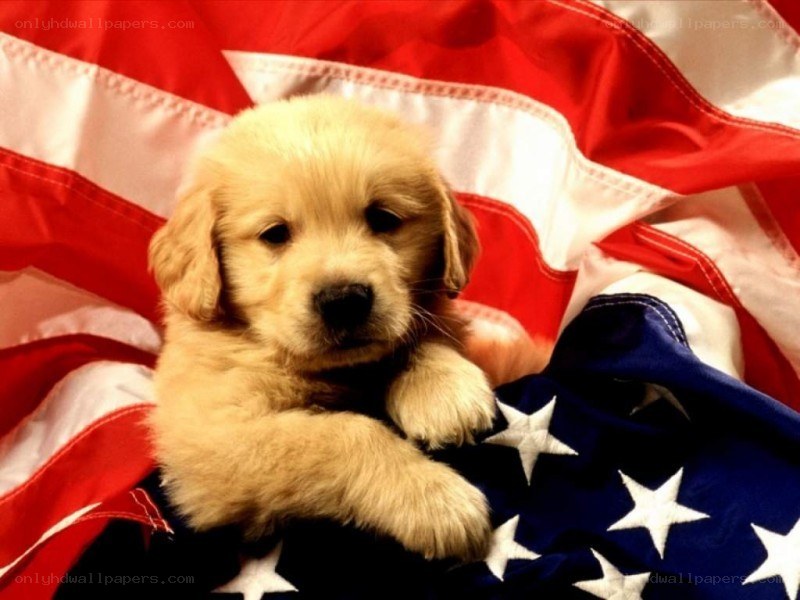puppy on american flag