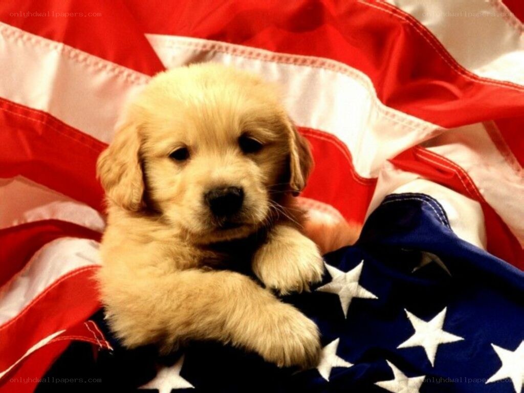 puppy on american flag