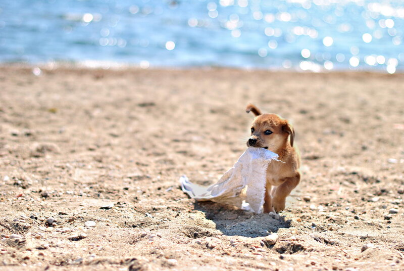Puppy on Beach