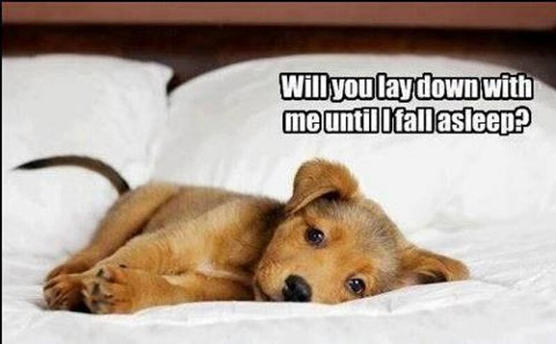 Puppy on Bed