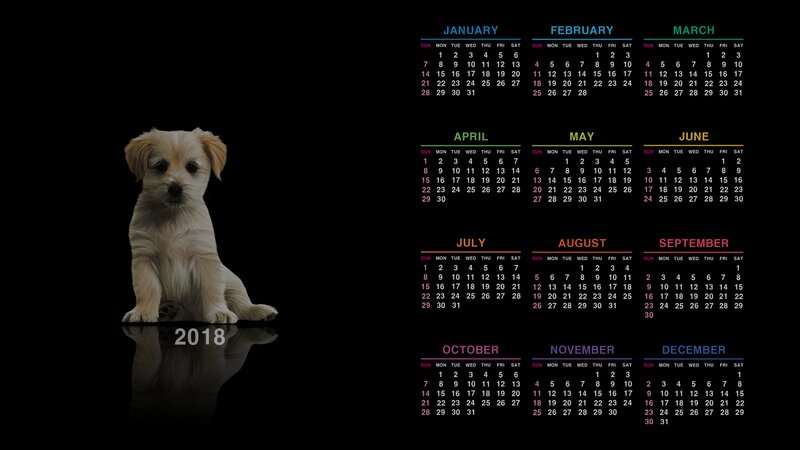 Puppy on Black Background