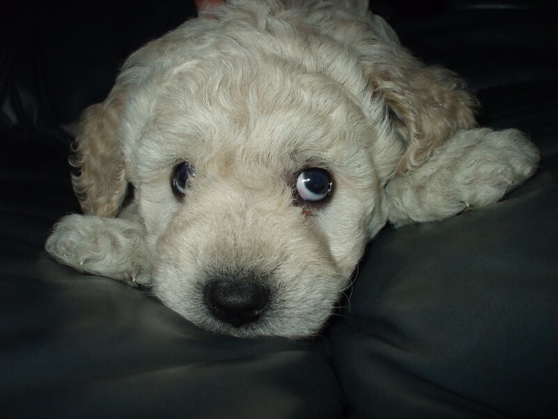Puppy on Black Couch