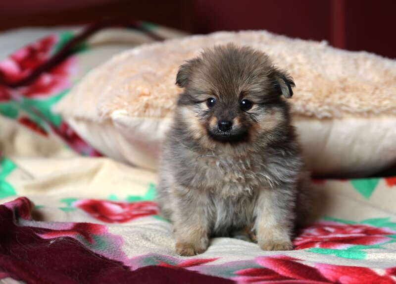 Puppy on Blanket — Brown