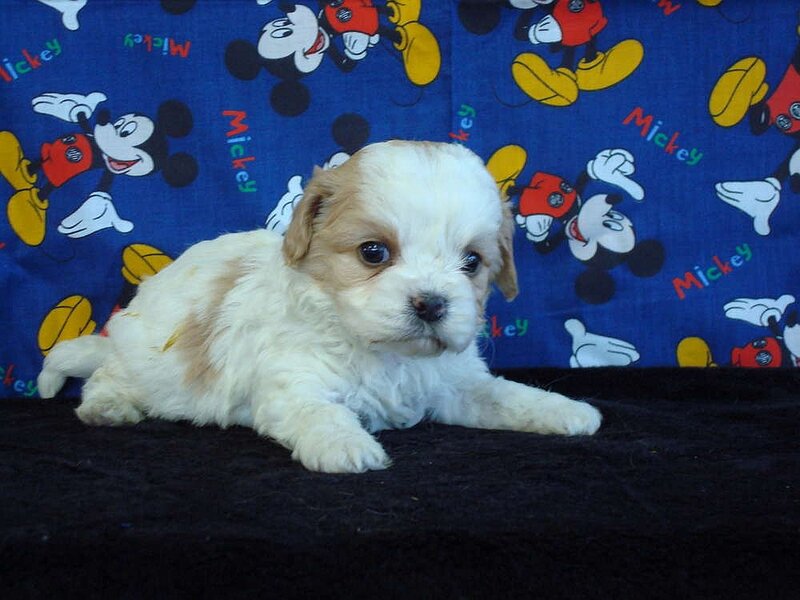 Puppy on Blanket