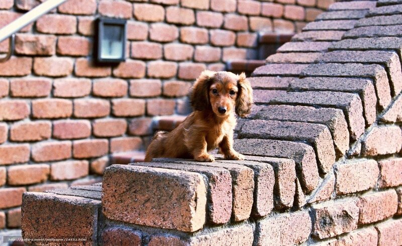 puppy on brick steps