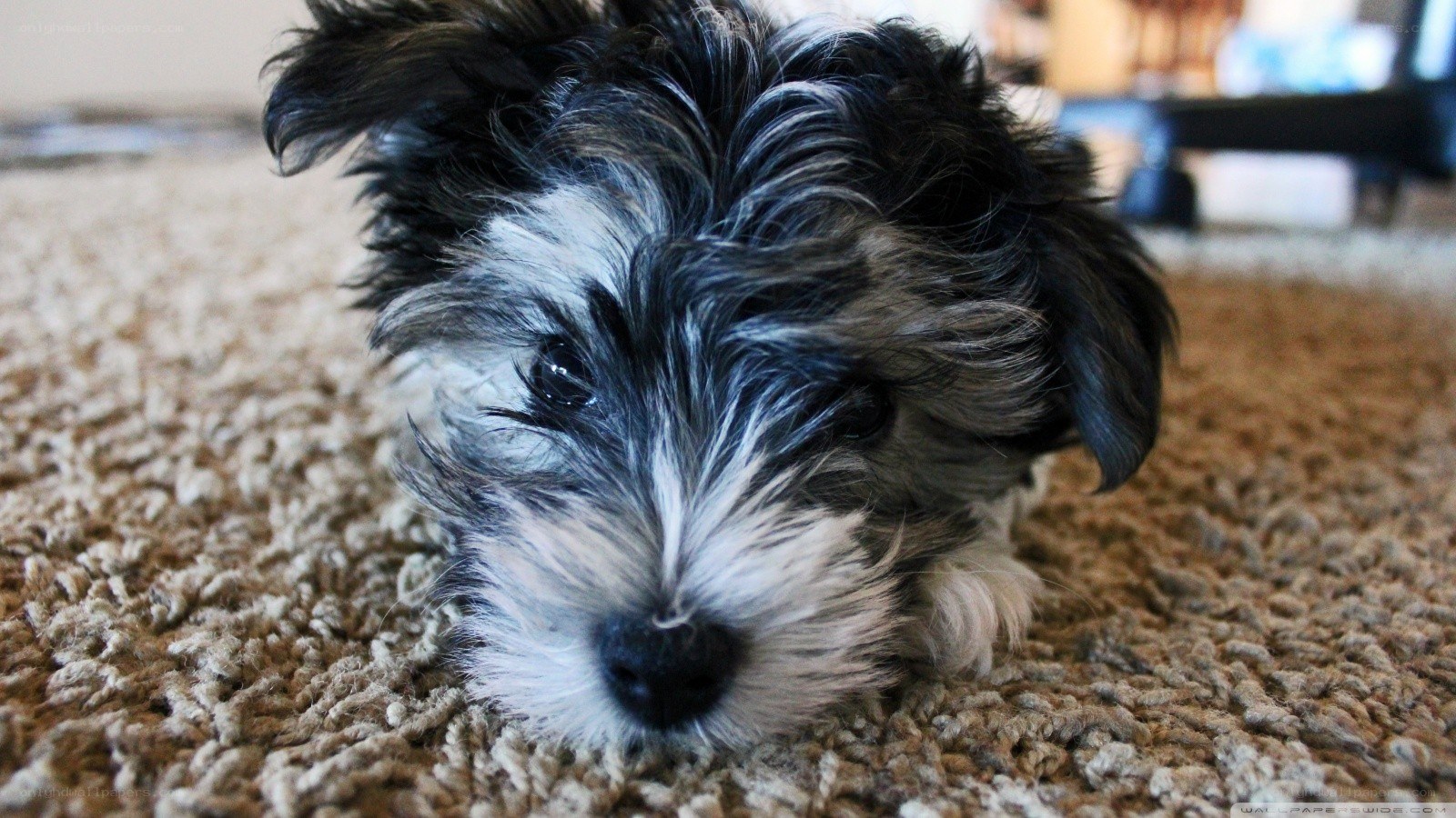 puppy on carpet