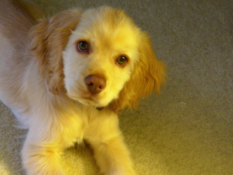 puppy on carpet looking up