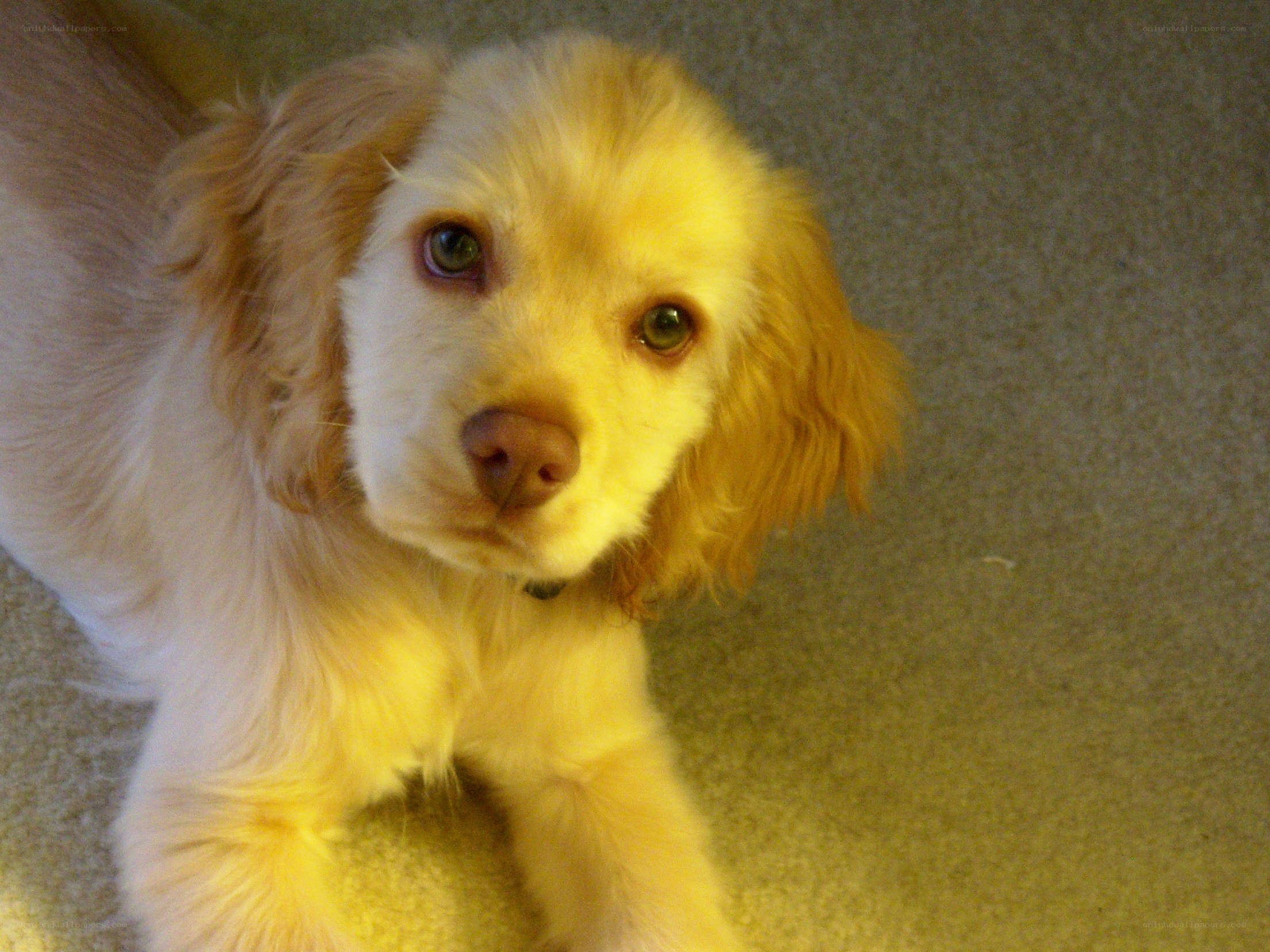 puppy on carpet looking up