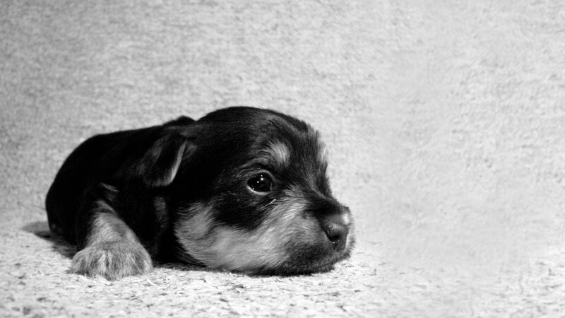 puppy on carpet