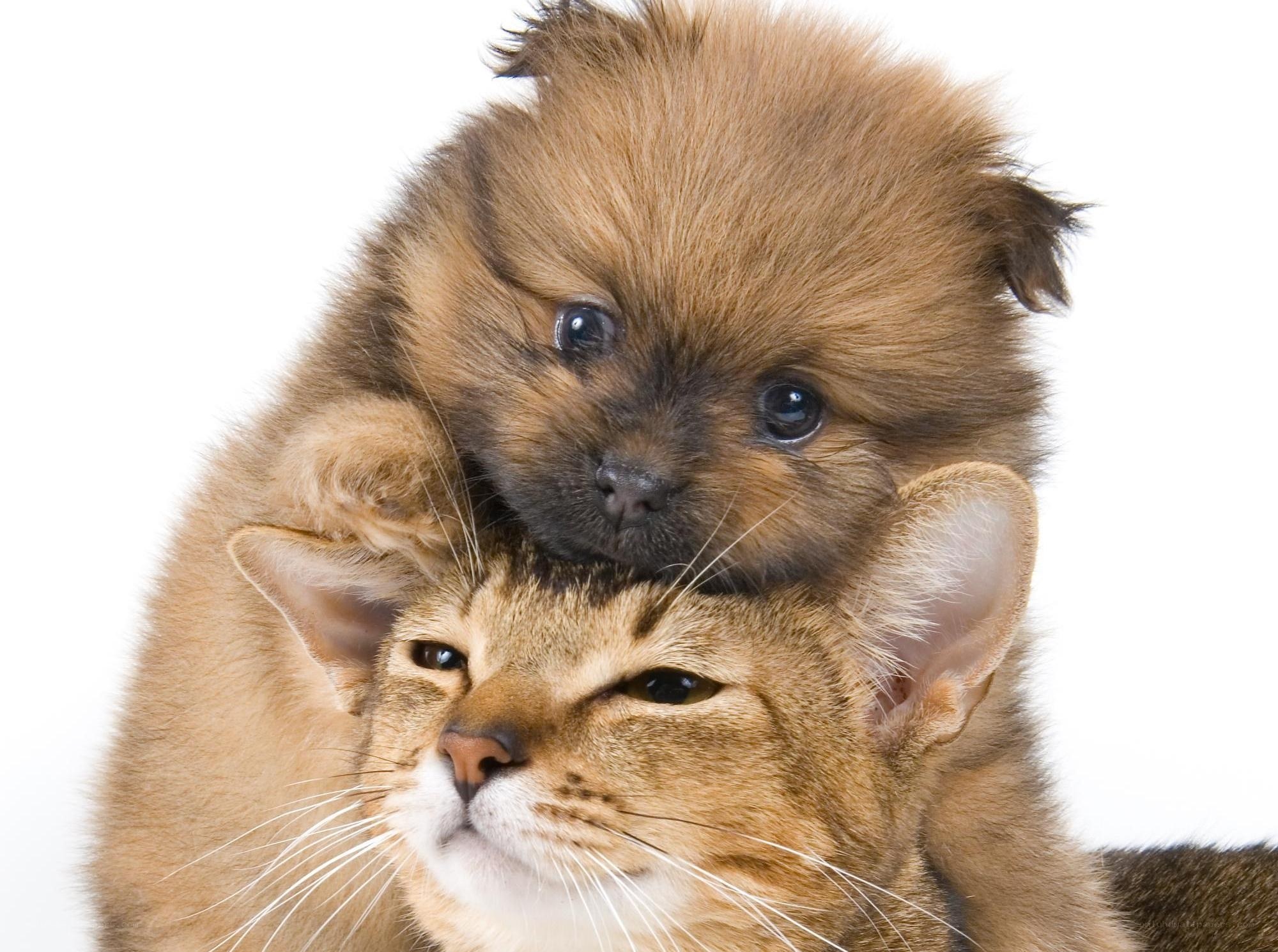 puppy on cat's head