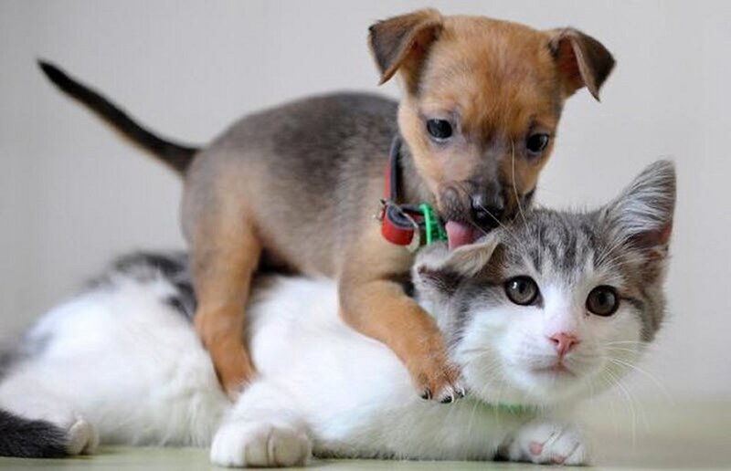 Puppy on Cat