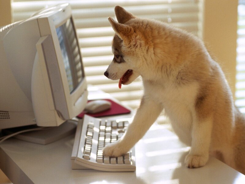 puppy on computer desk