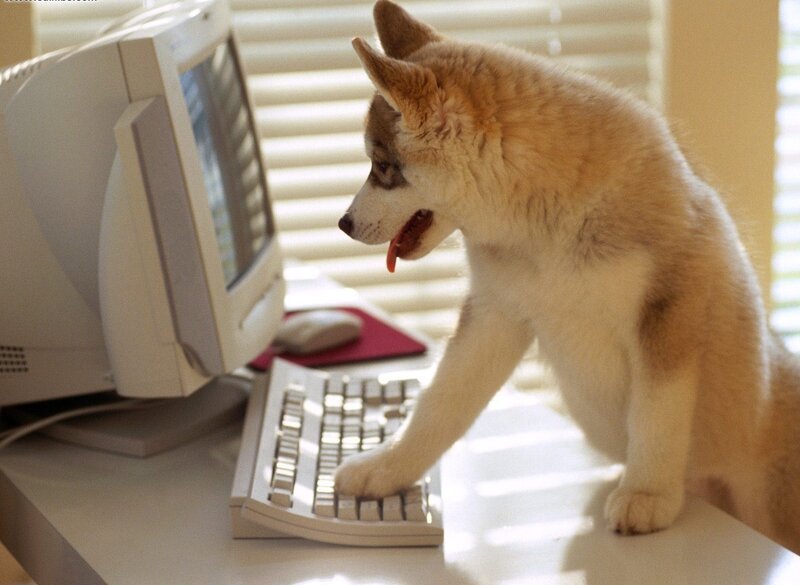 puppy on computer desk