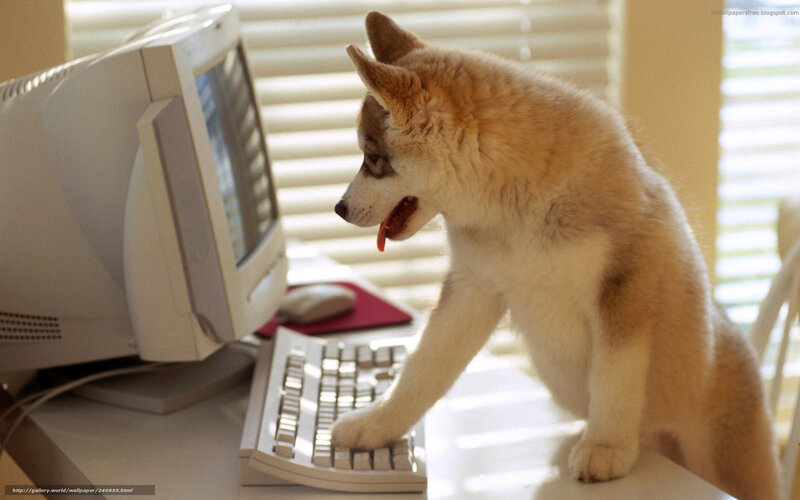 puppy on computer desk