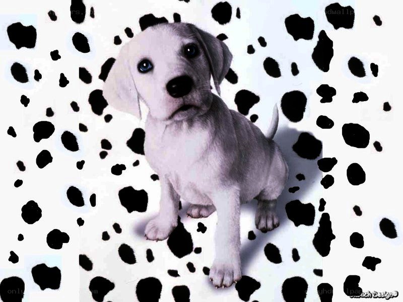 puppy on dalmatian background