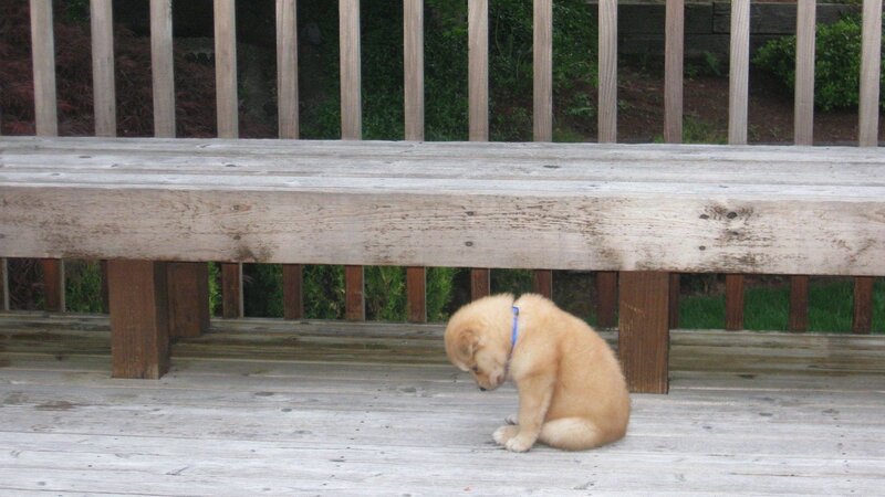 Puppy on Deck