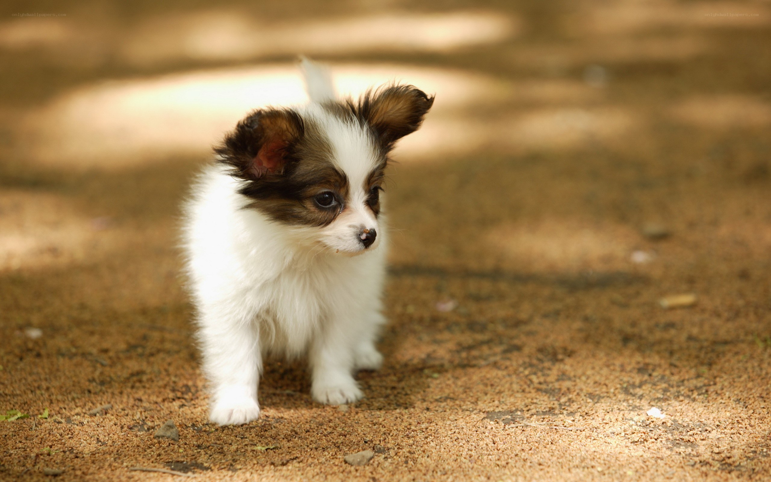 puppy on dirt path