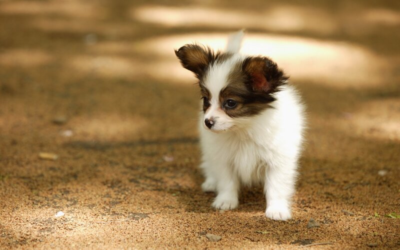 puppy on dirt path