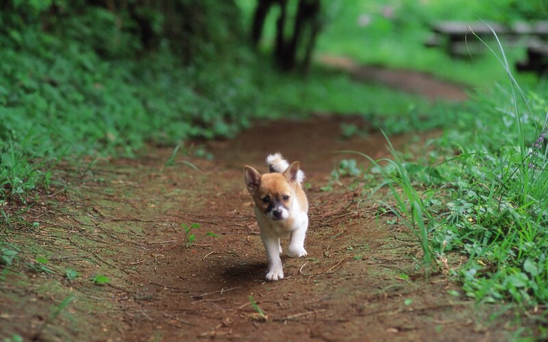 Puppy on Dirt Path — Brown
