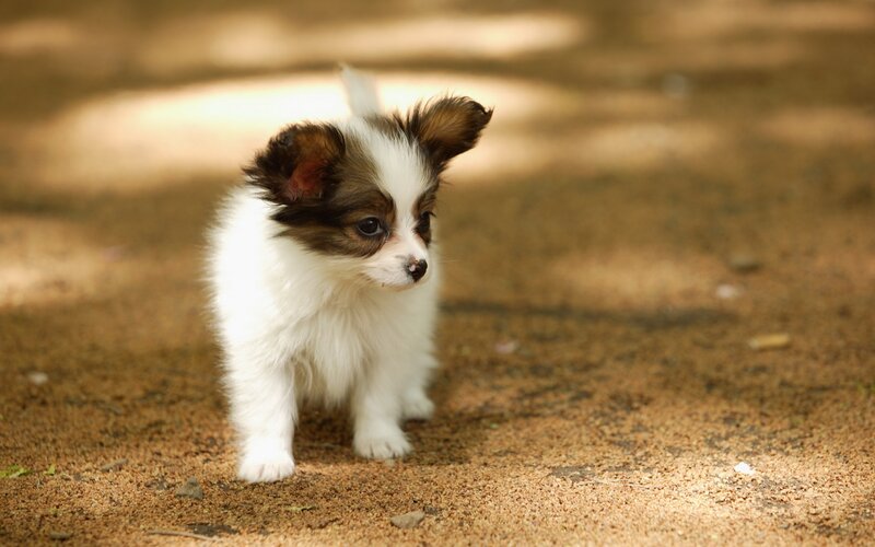 puppy on dirt path