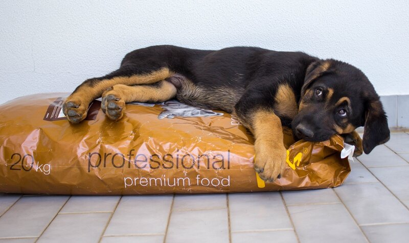 Puppy on Dog Food Bag
