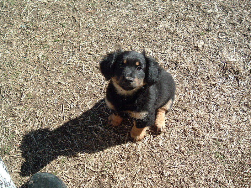 puppy on dry grass