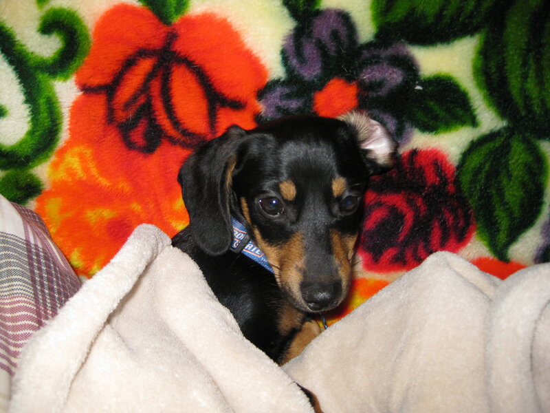 puppy on floral blanket