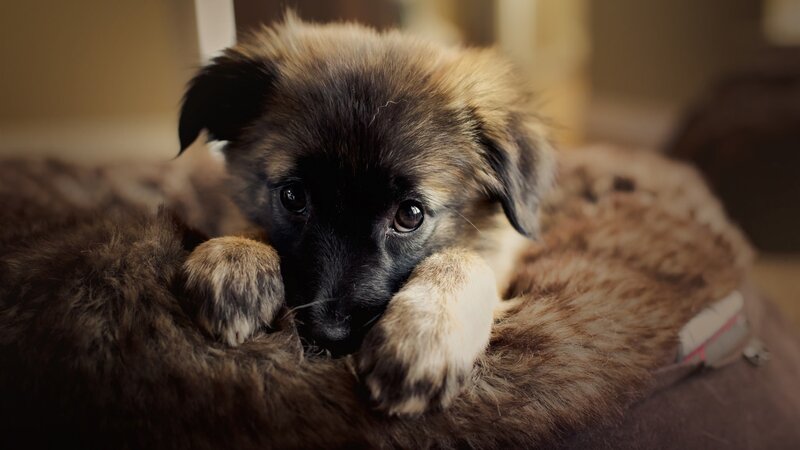 Puppy on Furry Bed