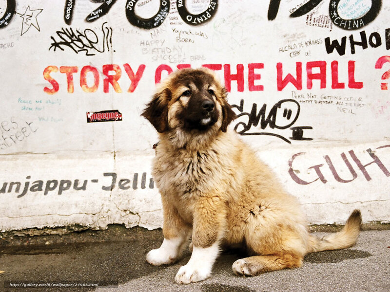 puppy on graffiti wall