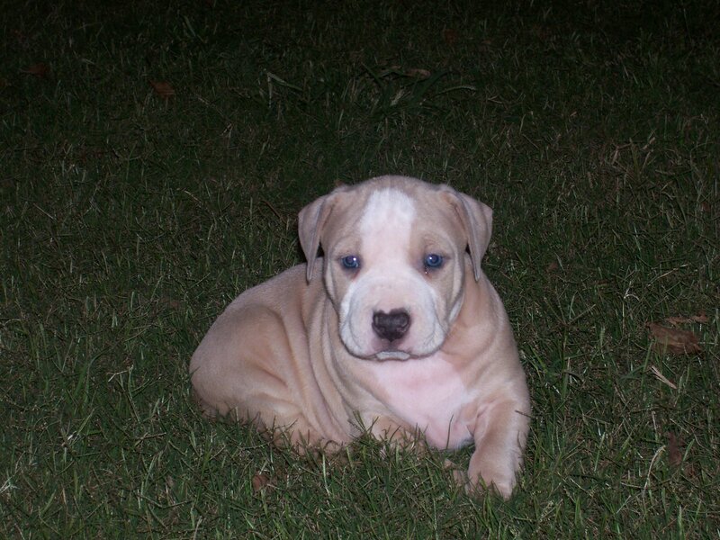 puppy on grass at night