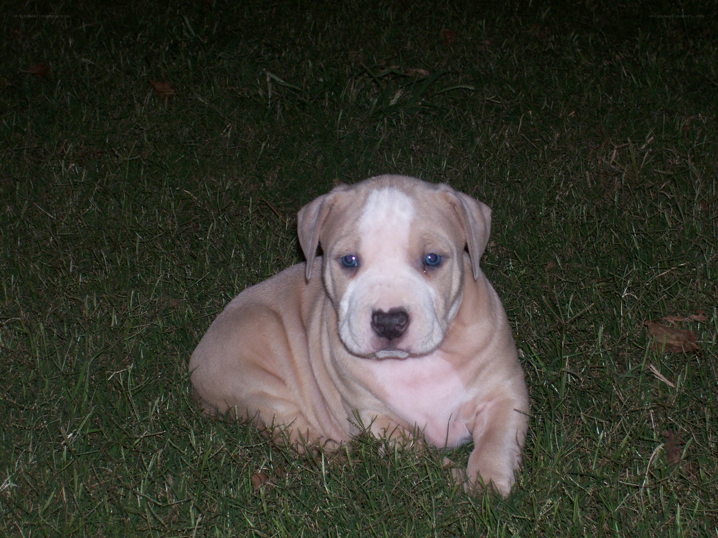 puppy on grass at night