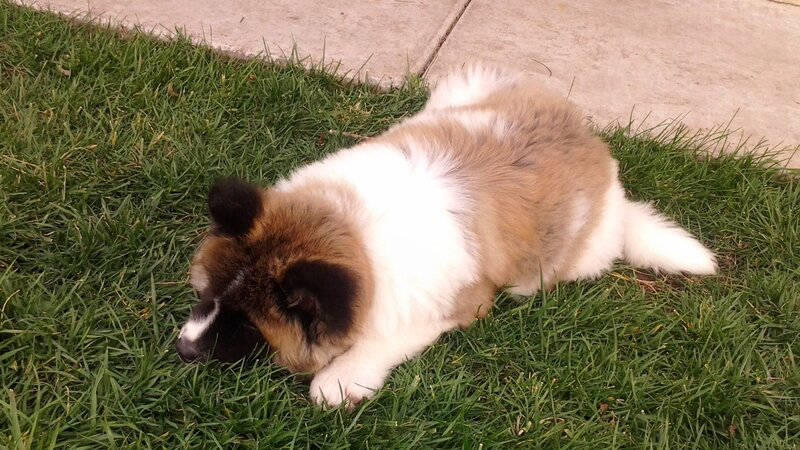 Puppy on Grass — Green, Calm