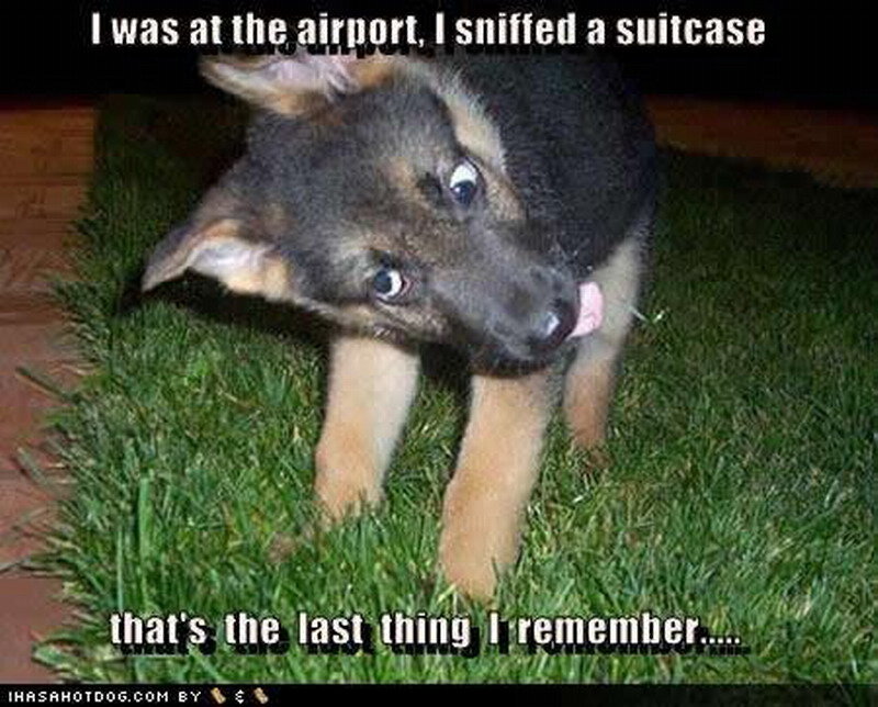 Puppy on Grass — Green