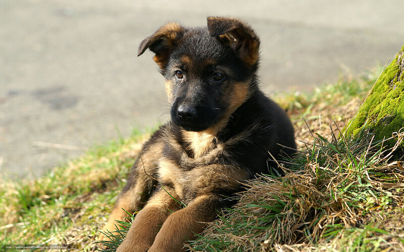 puppy on grass in sunlight