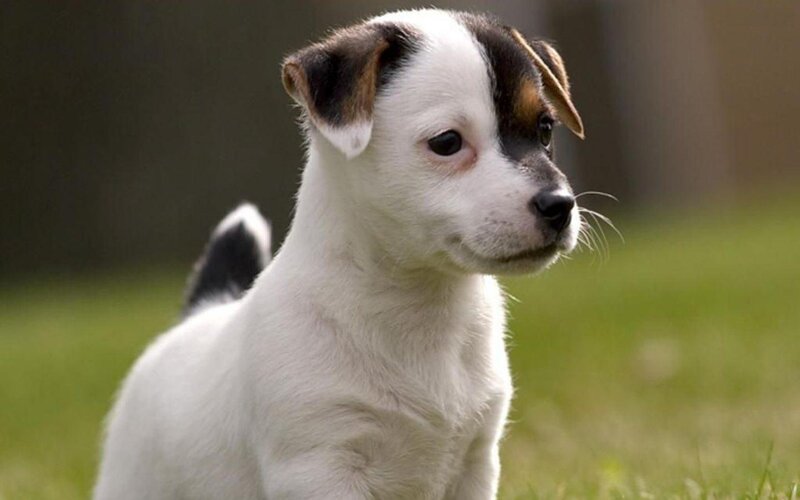 puppy on grass outdoors