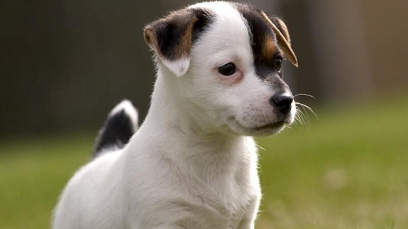 puppy on grass