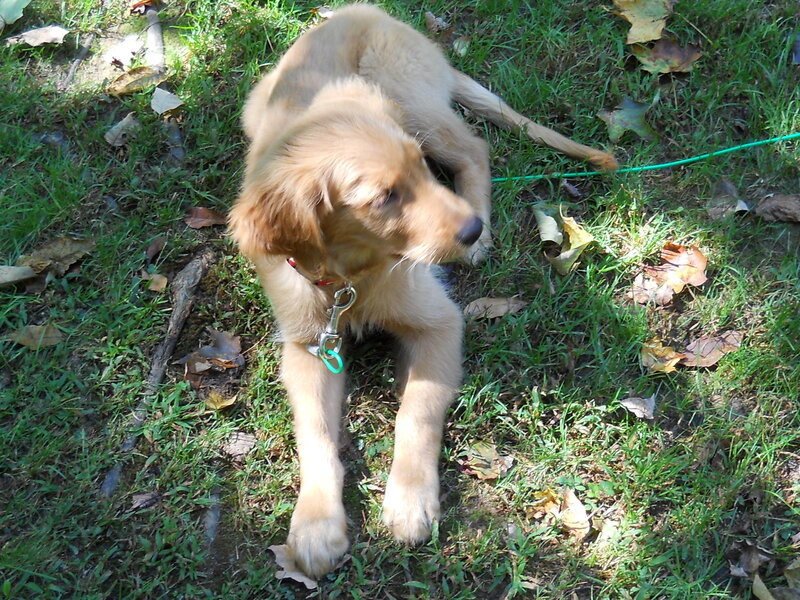 puppy on grass with leash