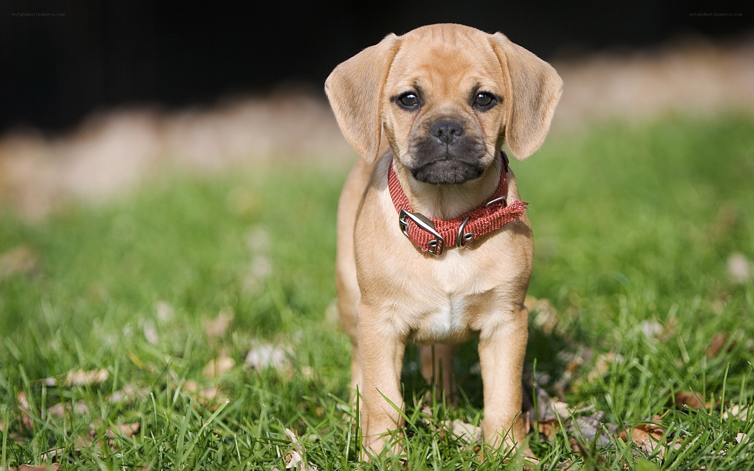 Puppy on grass with red collar