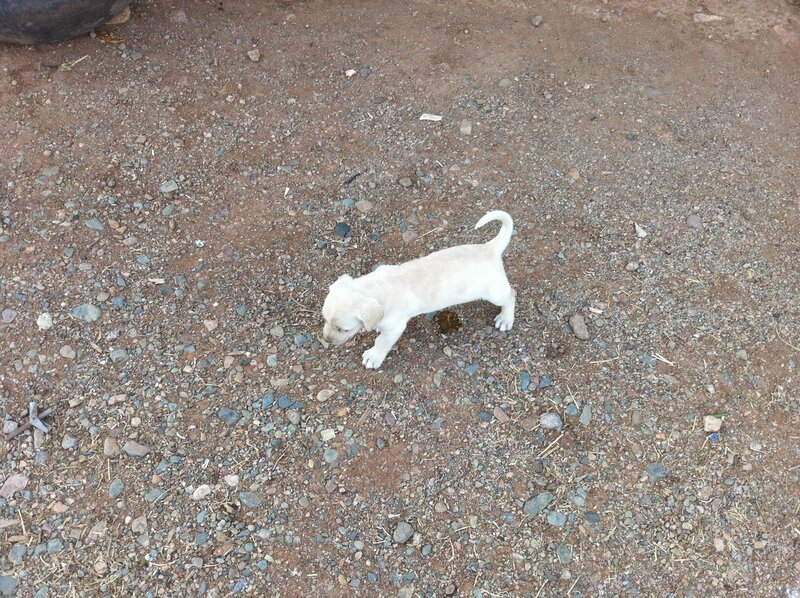 puppy on gravel ground