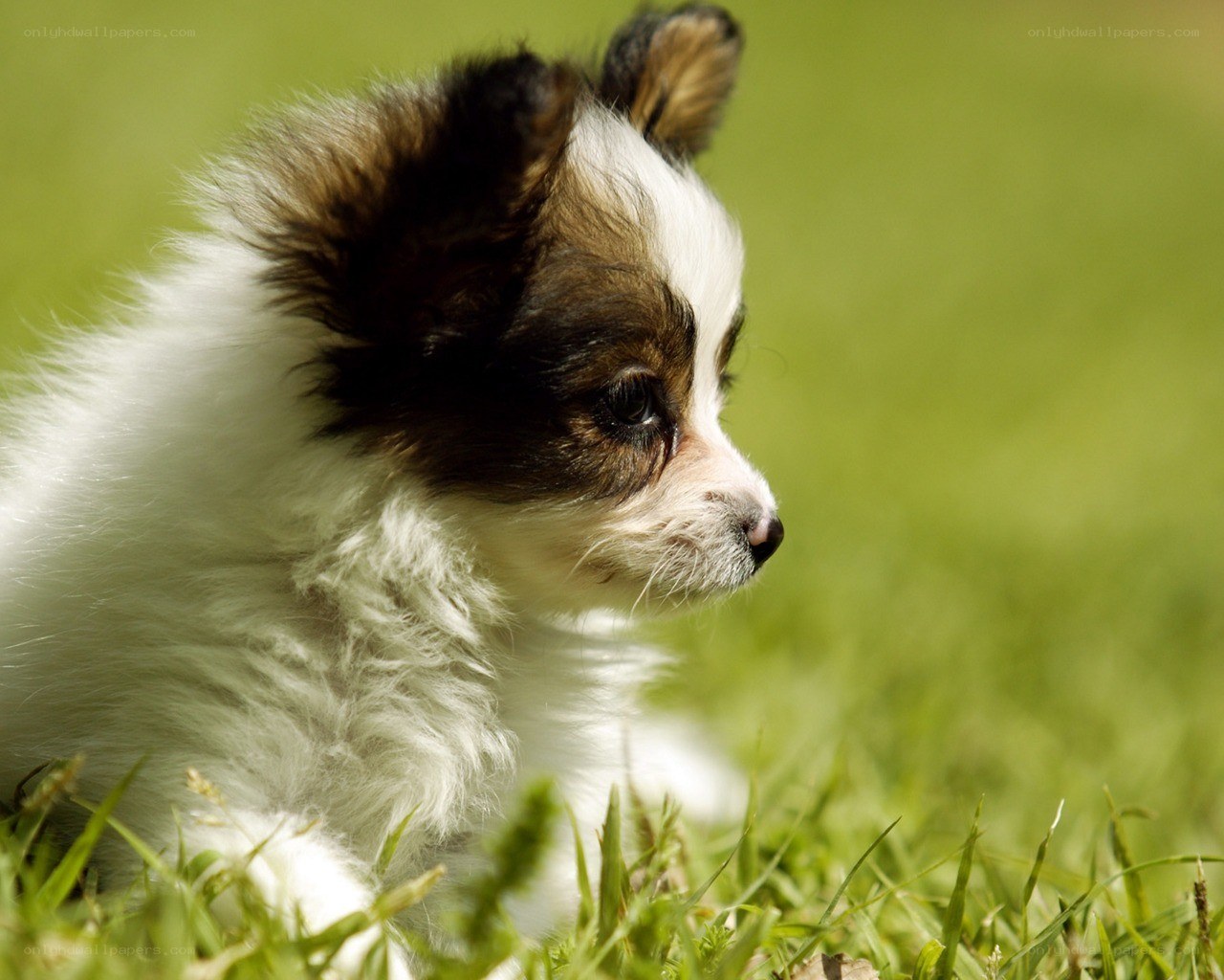 puppy on green grass