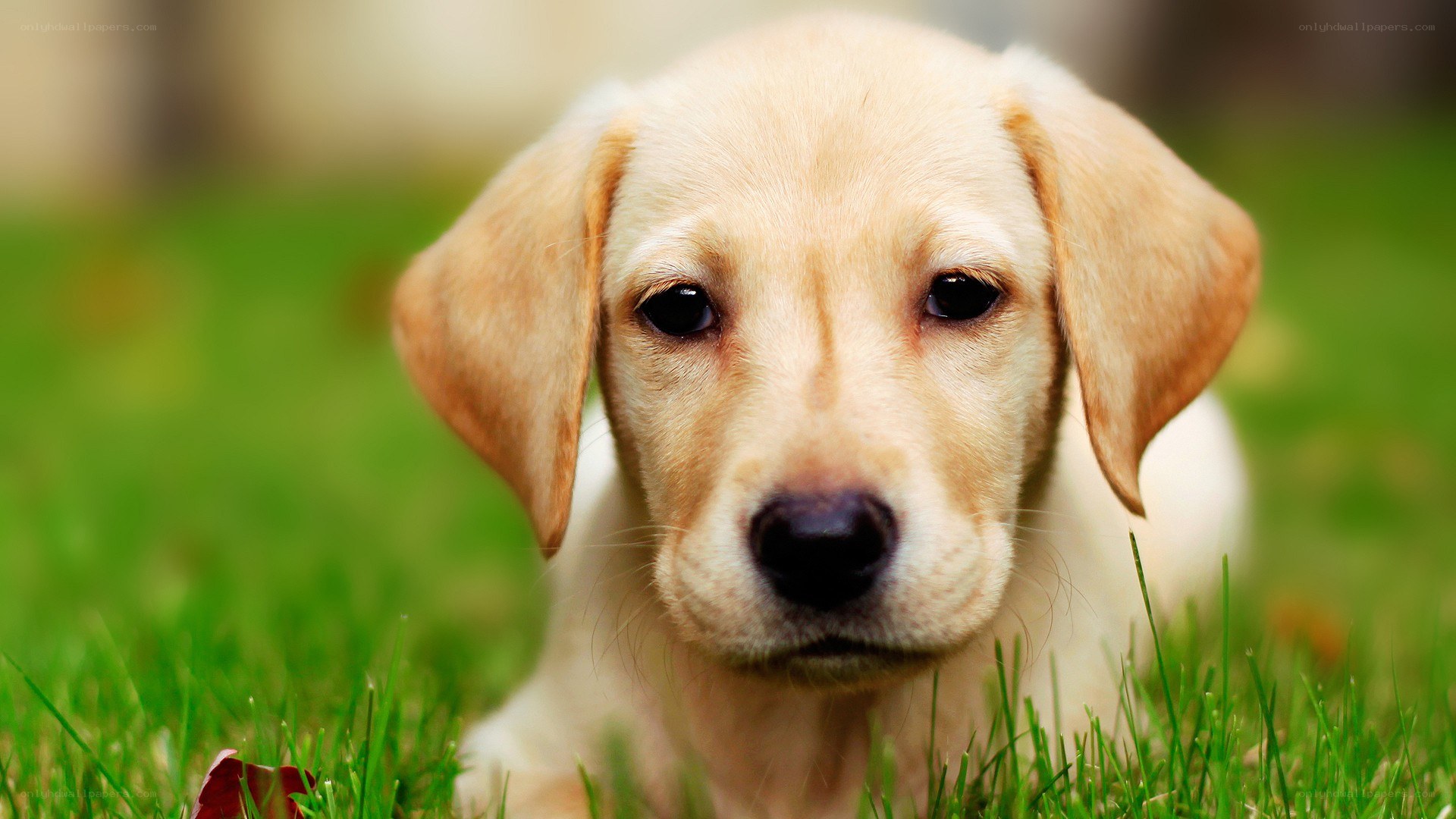puppy on green grass