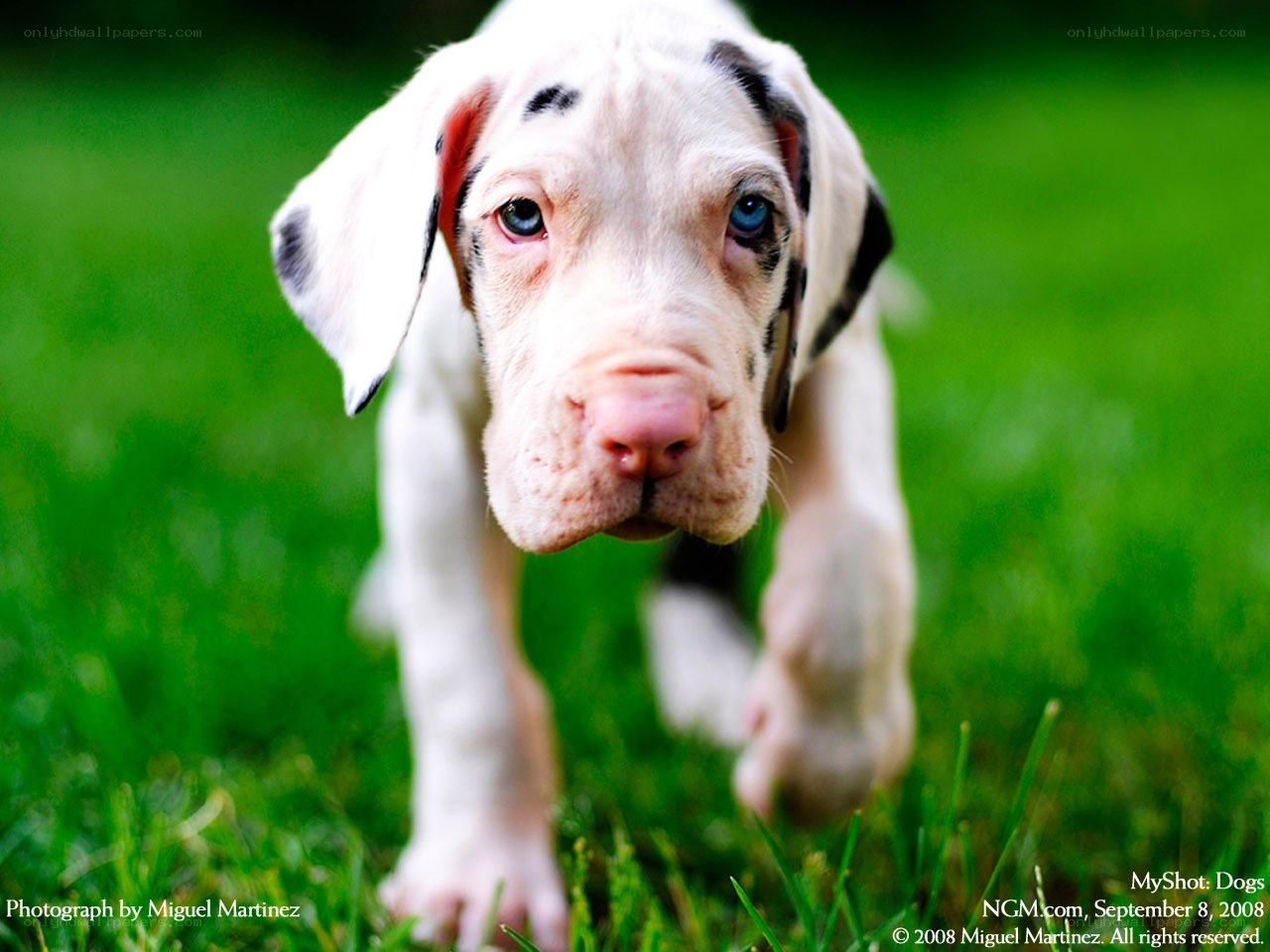 puppy on green grass