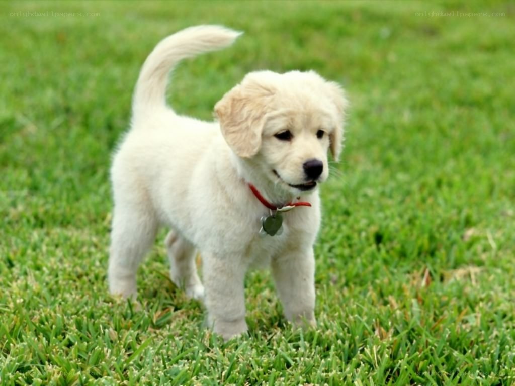 puppy on green grass