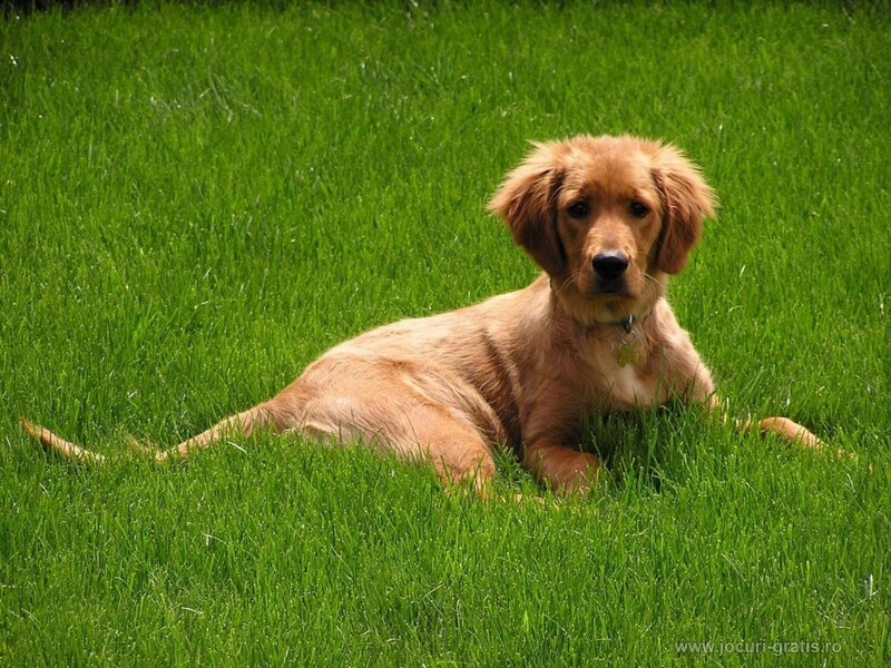 puppy on green grass